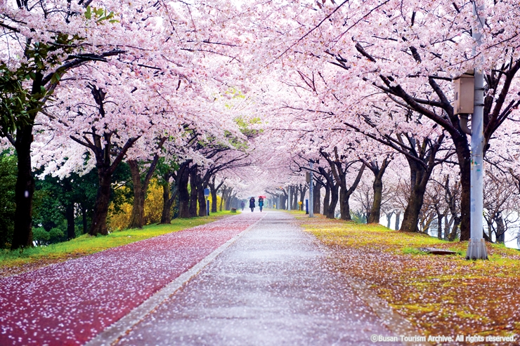 1-1ch40 낙동제방 벚꽃길_부산관광아카이브